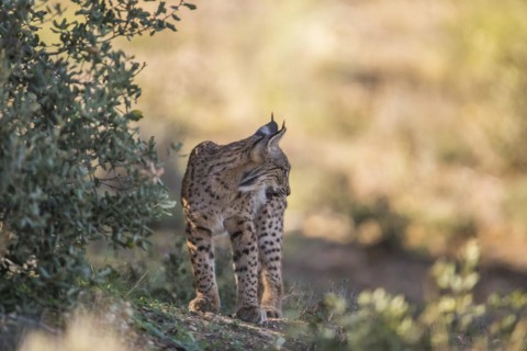 Iberian lynx young animal, Iberian lynx (Lynx pardinus), Extremadura, Castilla La Mancha, Spain,