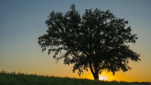 Old English oak (Quercus robur), Swabian Alb, Baden-Wuerttemberg, Germany, Europe