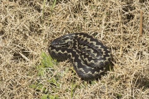 European adder (Vipera berus) adult snake basking on a gorse bush, England, United Kingdom, Europe