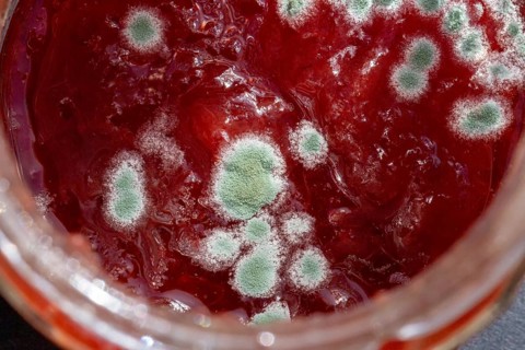 A jar of jam with visible green mould, a sign of spoilage and food waste