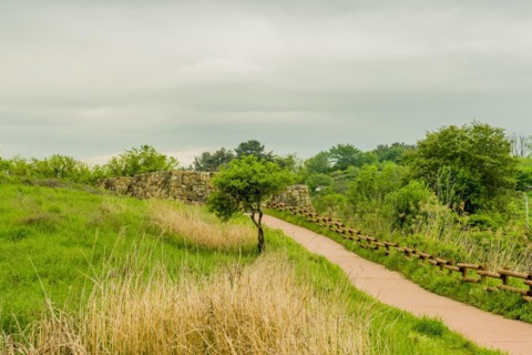 Small tree next to walking path leading to remains of stone fortress in Suncheon, South Korea, Asia