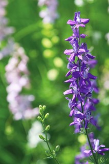 Flowering Consolida ajacis flowers in garden