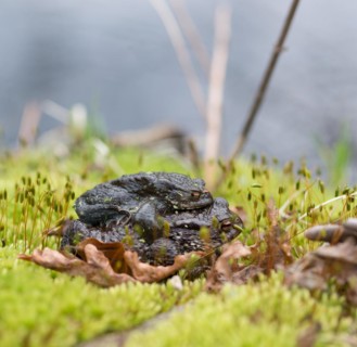 Two mating Common toads (Bufo Bufo), male, female animal, almost black pair in amplexus on moss