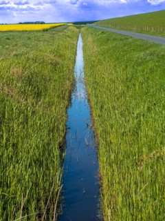 Grasses at a ditch at the natural beach Hilgenriedersiel at the North Sea coast in East Frisia,