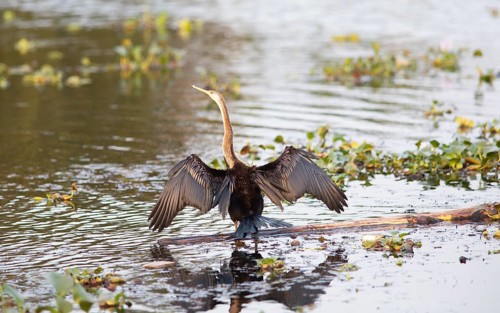 Oriental Darter (Anhinga melanogaster) spreading its wings, Backwaters, Kumarakom, Kerala, India,