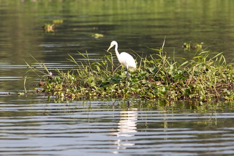 Great egret (Ardea alba) perching on water hyacinths, backwaters, Kumarakom, Kerala, India, Asia