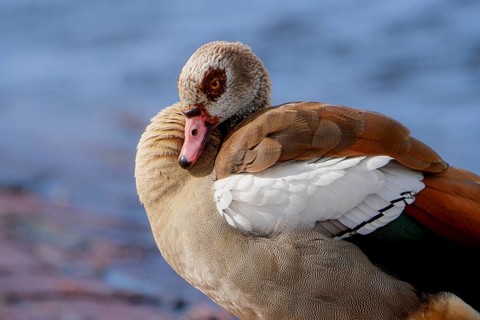 Egyptian geese (Alopochen aegyptiaca) on the River Main, Offenbach am Main, Hesse, Germany, Europe