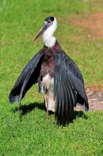 Asian woolly-necked stork (Ciconia episcopus), adult, alert, captive