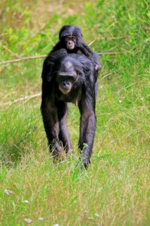 Bonobo, bonobo (Pan Paniscus), female, adult, young animal, foraging, Great ape, Primate,