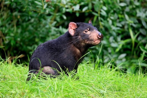 Tasmanian devil (Sarcophilus harrisii), adult, vigilant, captive, Tasmania, Australia, Oceania