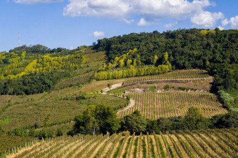 Vineyard of grapes in the Vale dos Vinhedos in Bento Goncalves, a gaucho wine