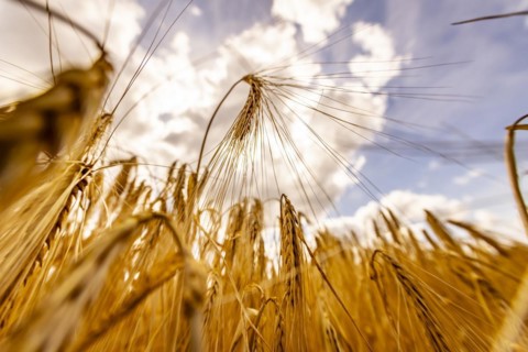 Sun shining through a grain field with Barley under a blue sky with white clouds, Cologne, North