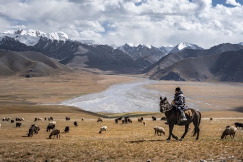 Nomadic life on a plateau, shepherd on horse, flock of sheep, dramatic high mountains, Tian Shan