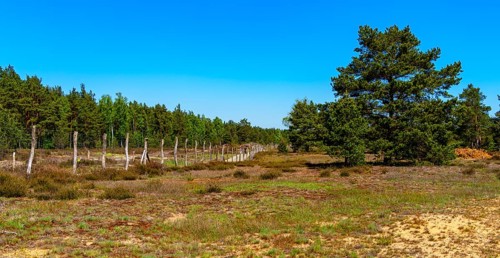 Schoenower Heide nature reserve, Schoenow, Brandenburg, Germany, Europe