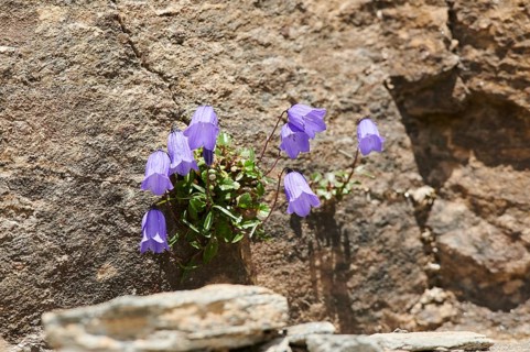 Earleaf bellflower (Campanula cochleariifolia) blooming in the mountains at Hochalpenstrasse,
