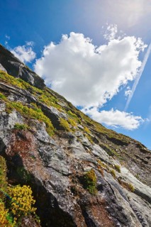 Yellow mountain saxifrage (Saxifraga aizoides) blooming in the mountains at Hochalpenstrasse,
