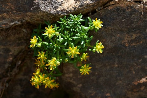 Yellow mountain saxifrage (Saxifraga aizoides) blooming in the mountains at Hochalpenstrasse,