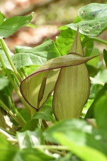 Leaves and flowers of the common arum (Arum maculatum) in the forest of the Hunsrueck-Hochwald