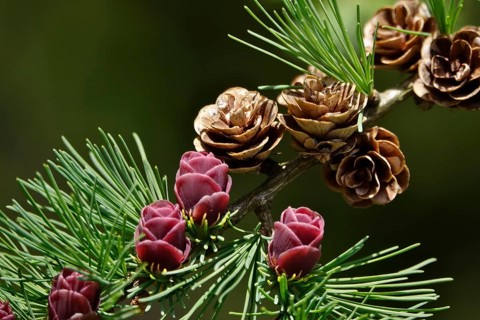 American Larch, spring, Germany, Europe