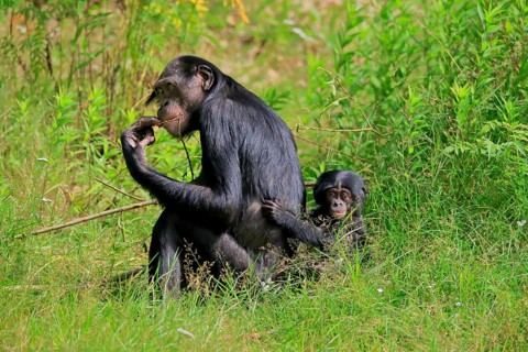 Bonobo, bonobo (Pan Paniscus), female, adult, young animal, feeding, Great ape, Primate,