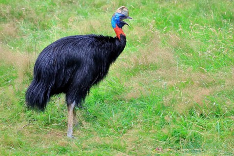 Northern cassowary (Casuarius unappendiculatus), adult, foraging, calling, captive, Papua New