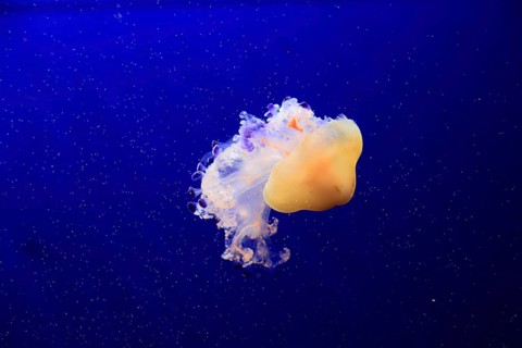 Fried egg jellyfish (Cotylorhiza tuberculata), in water, captive, Mediterranean Sea