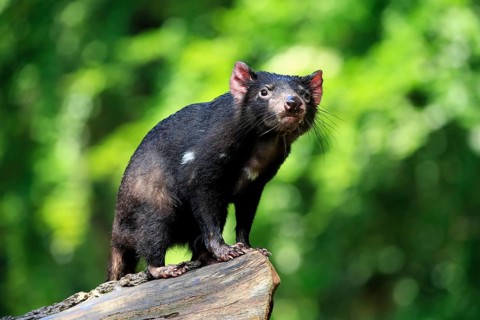 Tasmanian devil (Sarcophilus harrisii), adult, vigilant, on tree trunk, captive, Tasmania,