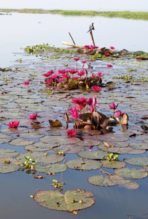 Nymphaea pubescens or hairy water lily or pink water lily, Backwaters, Kerala, India, Asia