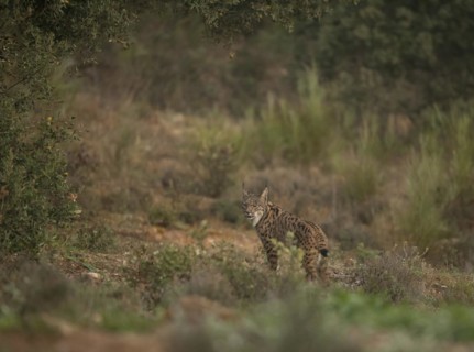 Pardell Lynx female, Iberian Lynx (Lynx pardinus), Extremadura, Castilla La Mancha, Spain, Europe