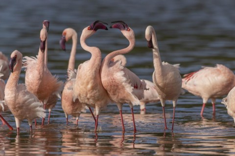 Lesser Flamingos (Phoeniconaias minor), Lake Ndutu, Ndutu Conservation Area, Tanzania, Africa