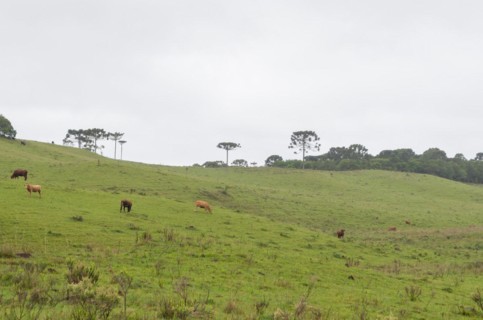 Landscape of the gaucho mountain range, Cambara do sul, Rio Grande do sul, Brazil, South America