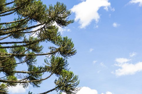 Beautiful Araucaria tree, typical tree of the mountain region of Rio Grande do Sul, Brazil, South