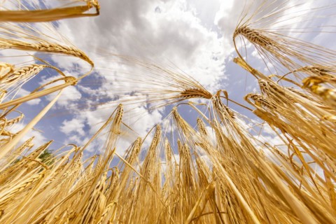 Ripe ears of barley in front of a clear blue sky with white clouds, Cologne, North