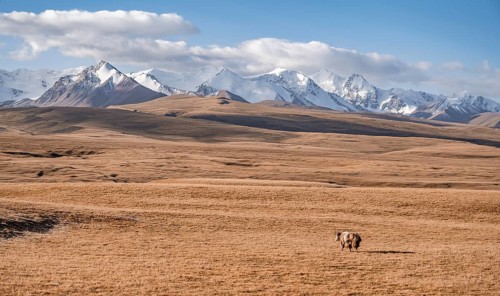 Glaciated and snow-covered mountains, yak in autumnal mountain landscape with yellow grass, Tian