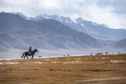Nomadic life on a plateau, shepherd on horse, flock of sheep, dramatic high mountains, Tian Shan