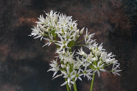 Wild garlic flowers (Allium ursinum) on a coloured background, Bavaria, Germany, Europe