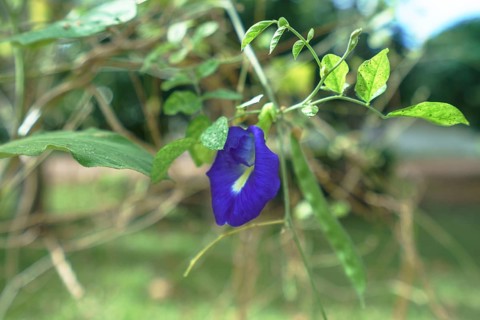 Beautiful bindweed in tropical garden. Phuket, Thailand, Asia