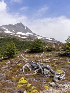 Ferrier hill, Hike to Ferrier lookout, Torres de Paine, Magallanes and Chilean Antarctica, Chile,