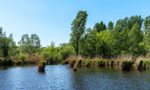 Nature at the large cleaning pond in Beech Forest, Hobrechtswald, Beech, Brandenburg, Germany,