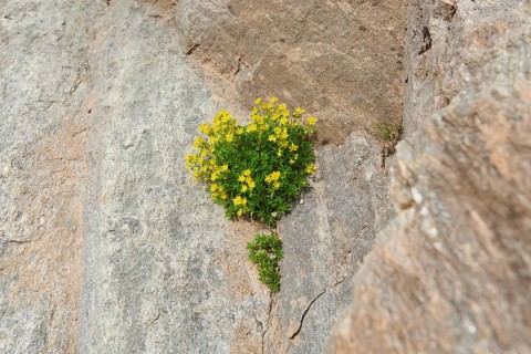 Yellow mountain saxifrage (Saxifraga aizoides) blooming in the mountains at Hochalpenstrasse,