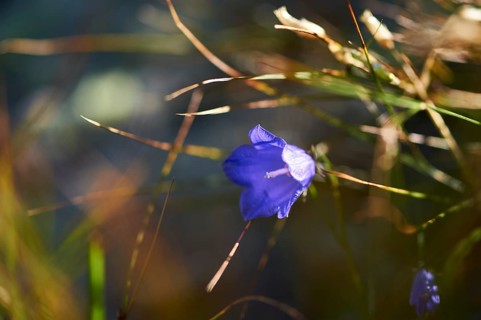 Earleaf bellflower (Campanula cochleariifolia) blooming in the mountains at Hochalpenstrasse,