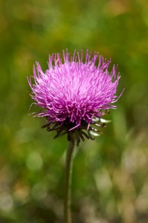 Alpine thistle (Carduus defloratus) blooming in the mountains at Hochalpenstrasse, Pinzgau,