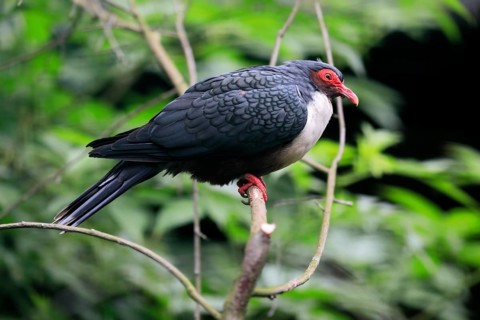 Papuan mountain pigeon (Gymnophaps albertisii), naked-eyed pigeon, Papua mountain pigeon, adult,
