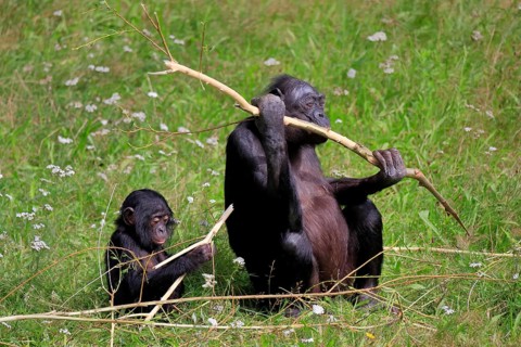 Bonobo, bonobo (Pan Paniscus), female, adult, young animal, feeding, Great ape, Primate,