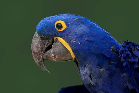 Hyacinth Macaw, (Anodorhynchus hyacinthinus), adult, portrait, captive, South America