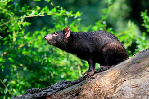 Tasmanian devil (Sarcophilus harrisii), adult, vigilant, on tree trunk, captive, Tasmania,