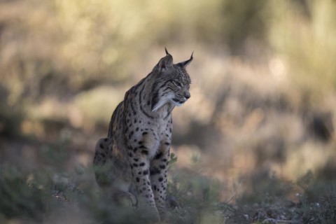 Iberian lynx male, Iberian lynx (Lynx pardinus), Extremadura, Castilla La Mancha, Spain, Europe