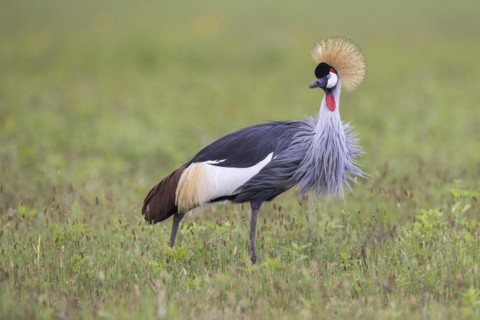 Crowned crane (Balearica regulorum), Ngorongoro Crater, Tanzania, Africa