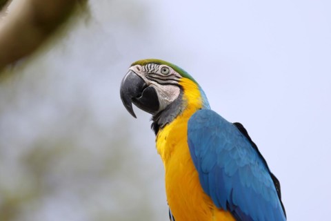Blue and yellow macaw (Ara ararauna), animal portrait, captive, occurrence South America, Hesse,