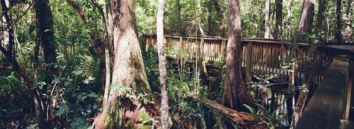 Kirby Storter Roadside Park, Tamiami Trail East, Ochopee, Everglades, Florida, USA, North America
